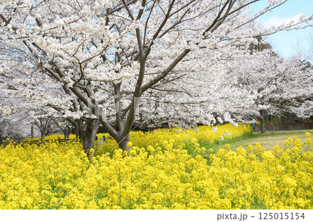 サクラと菜の花 サクラと菜の花 125015154