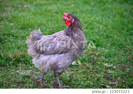 Hens on the farm. Concept for animals and agriculture. 125015221