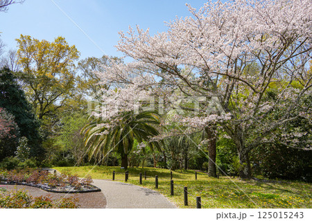 伊勢　宮川堤の桜 125015243