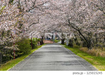 伊勢　宮川堤の桜 125015245
