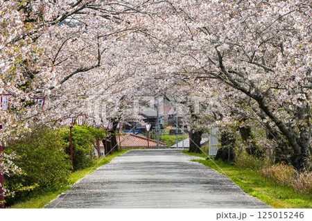 伊勢 宮川堤の桜 伊勢 宮川堤の桜 125015246