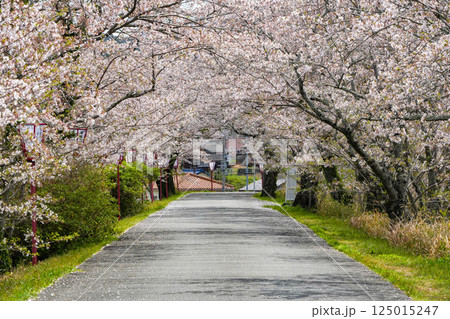 伊勢 宮川堤の桜 伊勢 宮川堤の桜 125015247