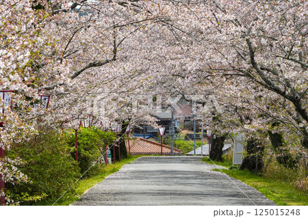 伊勢　宮川堤の桜 125015248