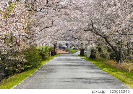 伊勢　宮川堤の桜 125015249