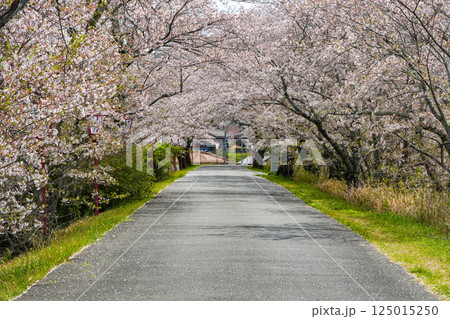 伊勢 宮川堤の桜 伊勢 宮川堤の桜 125015250