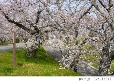 伊勢 宮川堤の桜 伊勢 宮川堤の桜 125015251