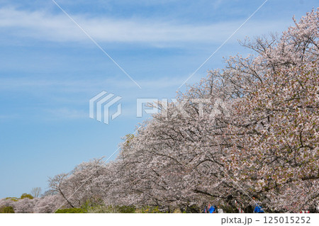 伊勢 宮川堤の桜 伊勢 宮川堤の桜 125015252