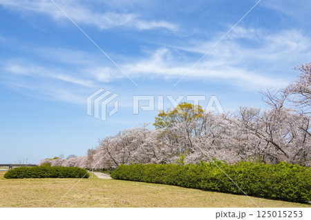 伊勢 宮川堤の桜 伊勢 宮川堤の桜 125015253