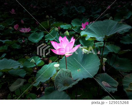ハス スイレン 蓮 125015268