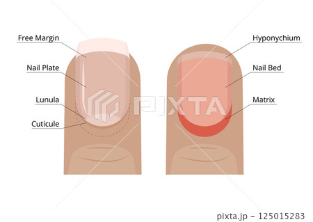Free margin, nail plate, lunula, cuticle, hyponychium, nail bed and matrix Free margin, nail plate, lunula, cuticle, hyponychium, nail bed and matrix 125015283