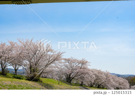 伊勢 宮川堤の桜 伊勢 宮川堤の桜 125015315