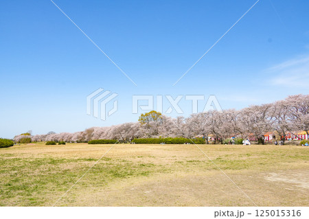伊勢 宮川堤の桜 伊勢 宮川堤の桜 125015316
