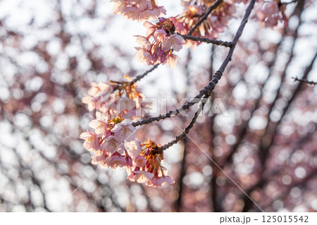 【カンザクラ】徳島中央公園の蜂須賀桜 125015542