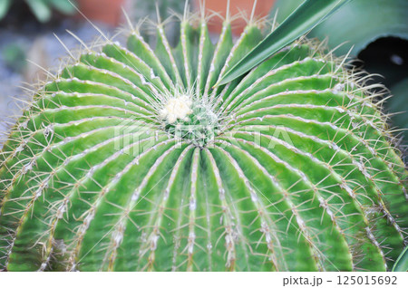 Parodia magnifica or cactus plant or succulent Parodia magnifica or cactus plant or succulent 125015692