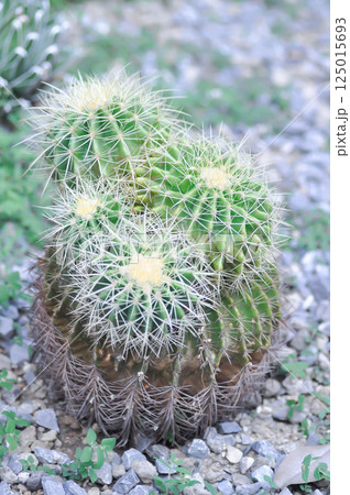 Golden barrel cactus or cactus plant or succulent Golden barrel cactus or cactus plant or succulent 125015693