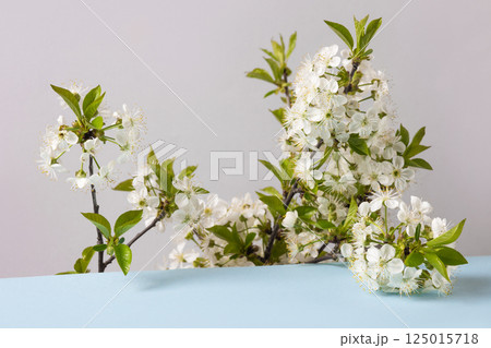 Fresh branch of white cherry blossoms on a blue table. Spring composition of branches of flowering trees Fresh branch of white cherry blossoms on a blue table. Spring composition of branches of flowering trees 125015718
