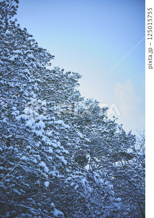 雪化粧の木々と空 125015755