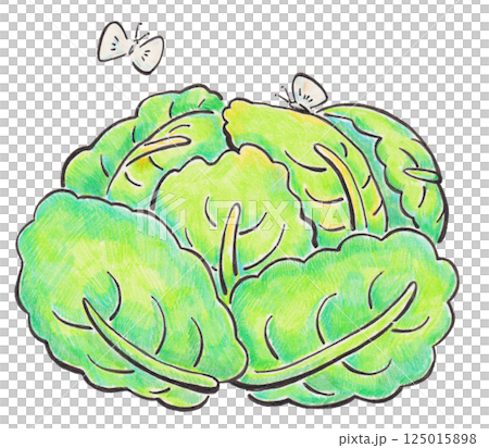 春キャベツとモンシロチョウのイラスト 春キャベツとモンシロチョウのイラスト 125015898