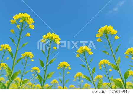 菜の花と青空 125015945