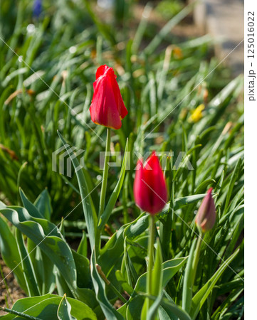 Red tulip flower in garden. Red tulip flower in garden. 125016022