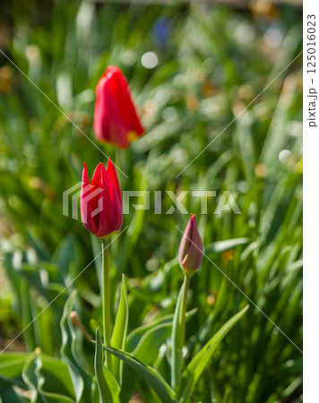 Red tulip flower in garden. Red tulip flower in garden. 125016023