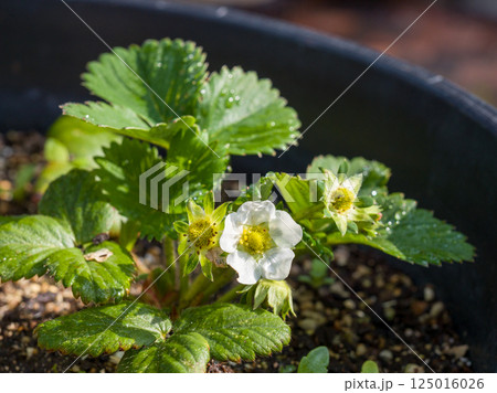 Strawberry plants in pot. Home garden. 125016026