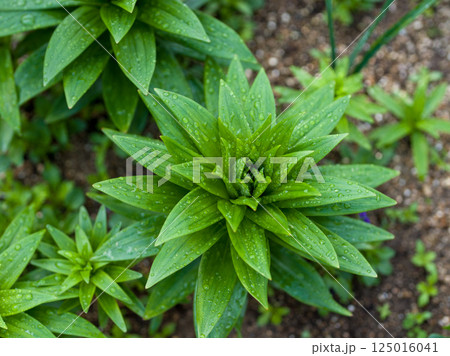 Lily flower plant growing in garden. 125016041