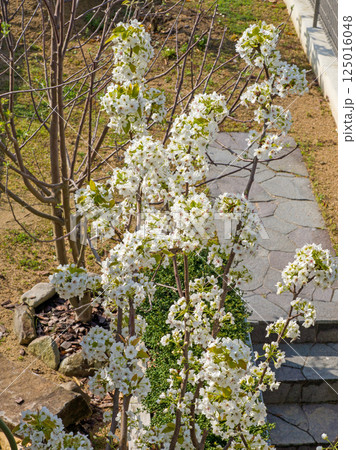 Blossoms of pear tree in spring time. Blossoms of pear tree in spring time. 125016048