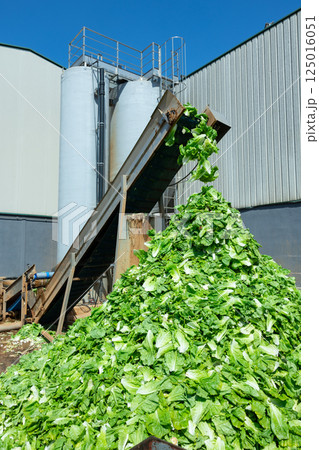 Green lettuce leaves on vegetable processing conveyor in backyard of farm Green lettuce leaves on vegetable processing conveyor in backyard of farm 125016051