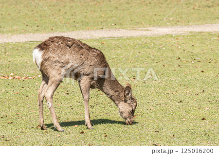 ニホンジカ（メス）　奈良市奈良公園　 125016200