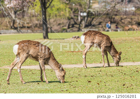 ニホンジカ(メス) 奈良市奈良公園 ニホンジカ(メス) 奈良市奈良公園 125016201