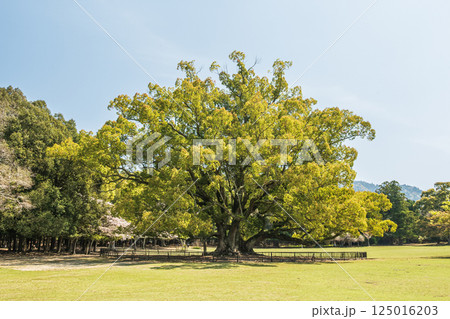 新緑のクスノキ　奈良公園飛火野園地 125016203