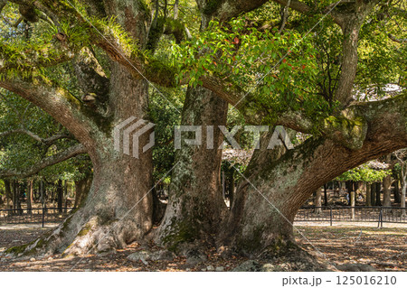 新緑のクスノキ　奈良公園飛火野園地 125016210
