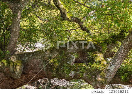 新緑のクスノキ　奈良公園飛火野園地 125016211