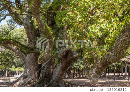 新緑のクスノキ　奈良公園飛火野園地 125016212