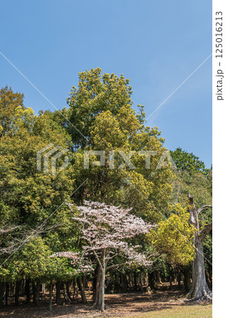新緑の樹林　奈良公園飛火野園地 125016213