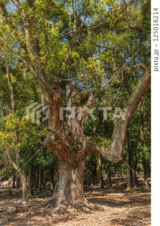 新緑のクスノキ 奈良公園飛火野園地 新緑のクスノキ 奈良公園飛火野園地 125016214