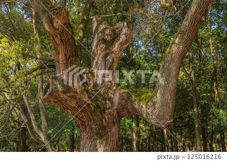新緑のクスノキ　奈良公園飛火野園地 125016216