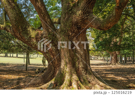 クスノキの大木　奈良公園飛火野園地 125016219