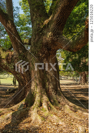 クスノキの大木　奈良公園飛火野園地 125016220