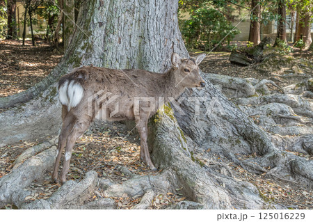 ニホンジカ（オス）　春日大社参道　奈良市　 125016229
