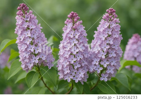 ライラックの花 ライラックの花 125016233