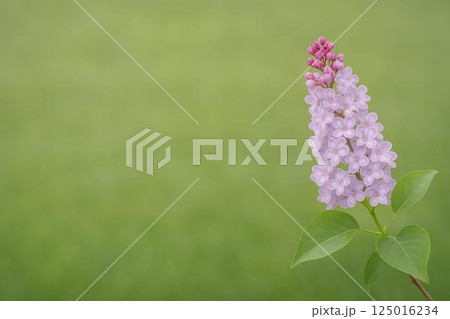 ライラックの花 125016234