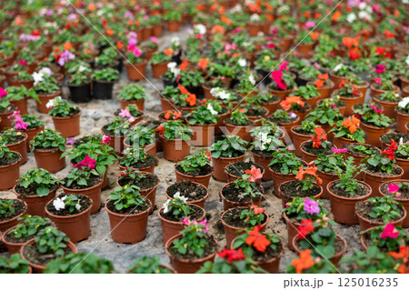 Rows of balsam seedling. Lots of balsamine bushes in plastic pots. Rows of balsam seedling. Lots of balsamine bushes in plastic pots. 125016235