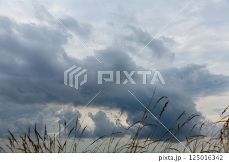 Grass on background of cloudy sky 125016342