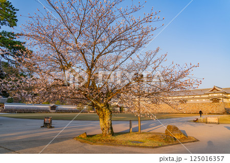 （石川県）金沢城　三の丸広場　桜景色　早朝 125016357