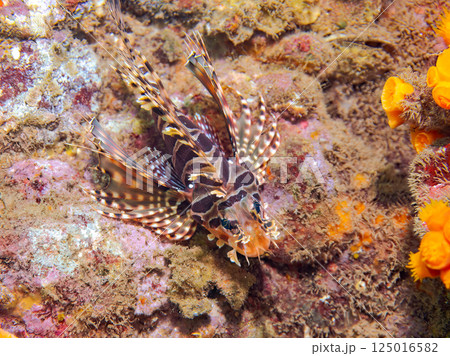 美しいキリンミノ。ヒリゾ浜中木南伊豆町伊豆半島静岡県2024 125016582