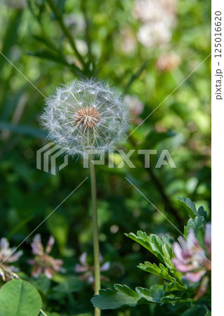 植物 工場 プランツ 125016620