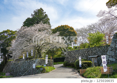 玉城町　田丸城址の桜 125016635