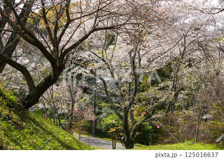 玉城町　田丸城址の桜 125016637